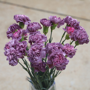 稀有单头康乃馨鲜花野马雷格马龙变色龙紫色韶华鲜切花束同城速递