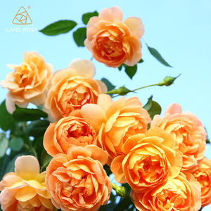 帕特奥斯汀月季