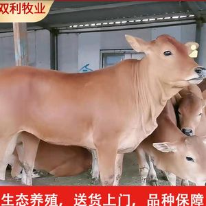 鲁西黄牛苗小黄牛改良黄牛犊活体西门塔尔牛价格肉牛养殖技术服务