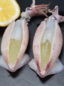 青岛特产海鲜满籽笔管鱼新鲜鱿鱼带籽乌贼满籽籽乌1000g