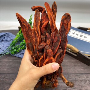 回春草泡水250克中药材回心草不老草云南回形草干泡酒顶天柱