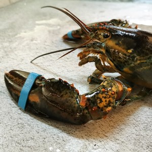 生猛鲜活波士顿大龙虾特大波龙非奥龙加拿鳌虾钳海鲜水产顺风包邮