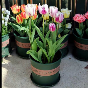 郁金香花盆重瓣种球水培土培种球室内外庭院花园花卉盆栽绿植