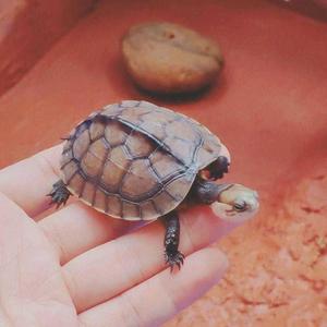 石金钱龟苗石龟