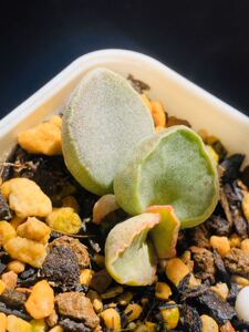 新手水泡多肉植物 芒果布丁水泡 非红蛋粉蛋花蛋猪肝腹部赛猪肝