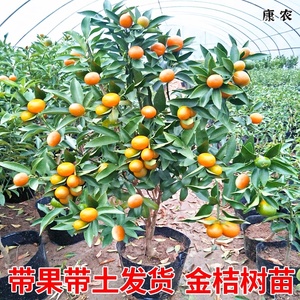 脆皮金桔基地发货盆栽树苗四季果树可食用橘子苗脆皮金橘室内常绿