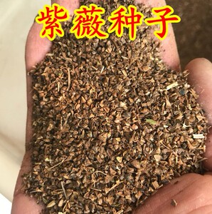 新采紫荆种子苗木巨紫荆洋紫荆种子紫荆紫薇花苗种子园林树苗树种