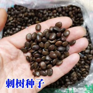 造刺种子造刺树苗带刺植物铁篱笆植物鸟不站防护墙防盗栏防人动物