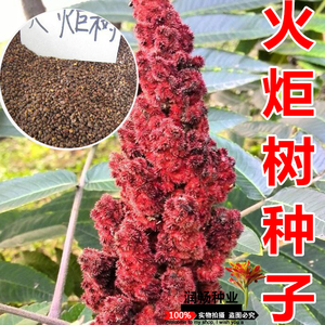 火炬树种子包邮鹿角漆火炬漆加拿大盐肤木树苗种子园林绿化观赏种