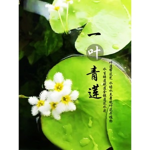 一叶莲浮萍鱼缸水草水培植物碗莲水生植物花卉室内阳台四季开花