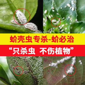 国光卓圃新款蚧必治噻嗪酮介蚧壳虫专用药月季多肉通用农药杀虫剂