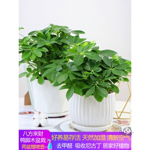七叶莲招财桌上绿植发财树带盆栽好家养花卉植物室内易养活盆景苗