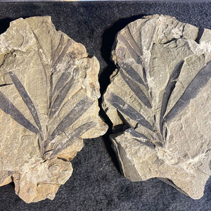 辽宁枝植物化石精品辽西朝阳原板全真无修饰对开收藏摆设包邮