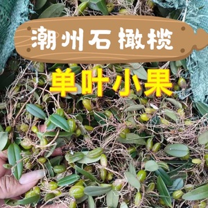 单叶小果石橄榄 潮州新鲜 石仙桃石岩珠 石橄榄鸡煲 炖汤潮汕发货