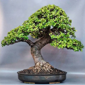 金枝玉叶盆栽老桩多肉绿植物稀有品种大株造型雅乐之舞花卉小盆景