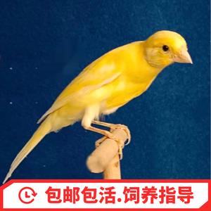 玉鸟活体鸟芙蓉鸟山东黄玉鸟扬州黄蜡黄辣椒红玉鸟繁殖鸣唱笼养鸟