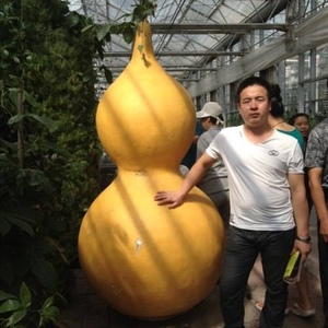 巨人超大葫芦种子 巨型手捻特大葫芦种籽 亚腰酒四季宝葫种春季孑