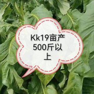 kk19烟种籽kk19烤烟种烟叶97烤烟种子干八两烟亚布力手卷烟小黄烟