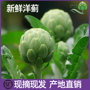 新鲜洋蓟蔬菜朝鲜蓟菜蓟法国百合西餐食材Artichoke4斤/10斤包邮