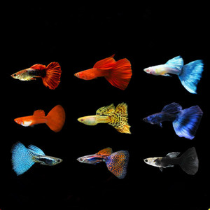 热带鱼观赏鱼胎生鱼孔雀鱼公母搭配兰草天空蓝七彩蕾丝巴西红活体