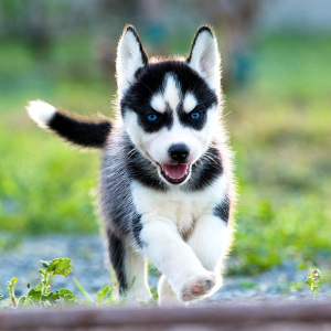 哈士奇幼犬纯种家养二哈巨型健康小狗狗活体宠物幼崽蓝眼睛三把火