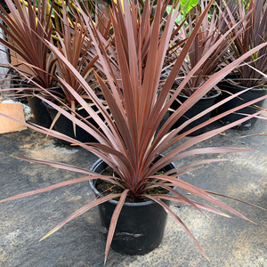 澳洲朱蕉红巨人盆栽大苗庭院阳台观叶多年生耐热寒花镜植物包邮