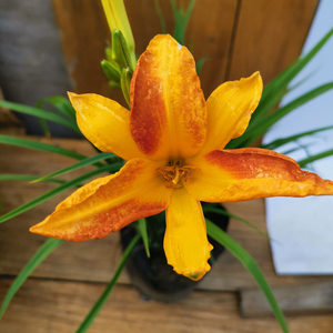 大花萱草盆栽花苗忘忧草宿根耐寒热庭院阳台多年生地被花卉植物