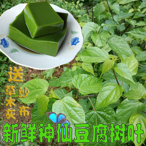 岚皋新鲜现摘观音柴树叶豆腐柴斑鸠叶蔬菜神仙豆腐翡翠绿凉粉苗子