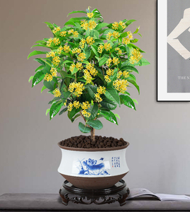 桂花盆栽四季桂树苗浓香型花卉植物室内阳台四季开花常绿桌面绿植