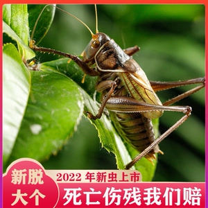 蝈蝈活虫新脱夏季鸣虫活物绿大肚子翡翠平谷铁皮超大号山青叫蝈蝈