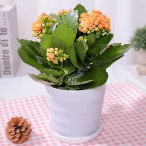 长寿花大花朵开花好养带花苞苗子特大花稀有品种花苗盆栽老桩精品