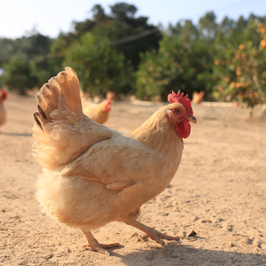 兴旺好鸡 湛江走地鸡母鸡营养农家散养土鸡果园鸡项现杀活鸡新鲜