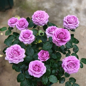 微型月季大花苗四季带花苞花卉观花绿植物室内外庭院阳台盆栽玫瑰