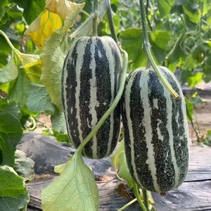花纹瓜香瓜博洋9号甜瓜3/5装新鲜当季水果羊角蜜应季香瓜脆甜整箱