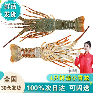 【次日达】鲜活小青龙4只装澳洲龙虾超大特大海虾海鲜水产青龙