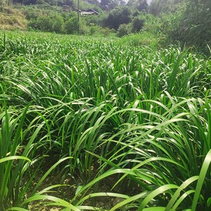 90罗南永lny淘宝贵州新鲜三奈山赖五香草纯野生去腥回香料随手栽培