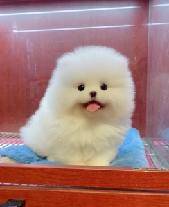 博美幼犬博美茶杯犬纯种俊介犬长不大小狗白色小型犬宠物狗狗