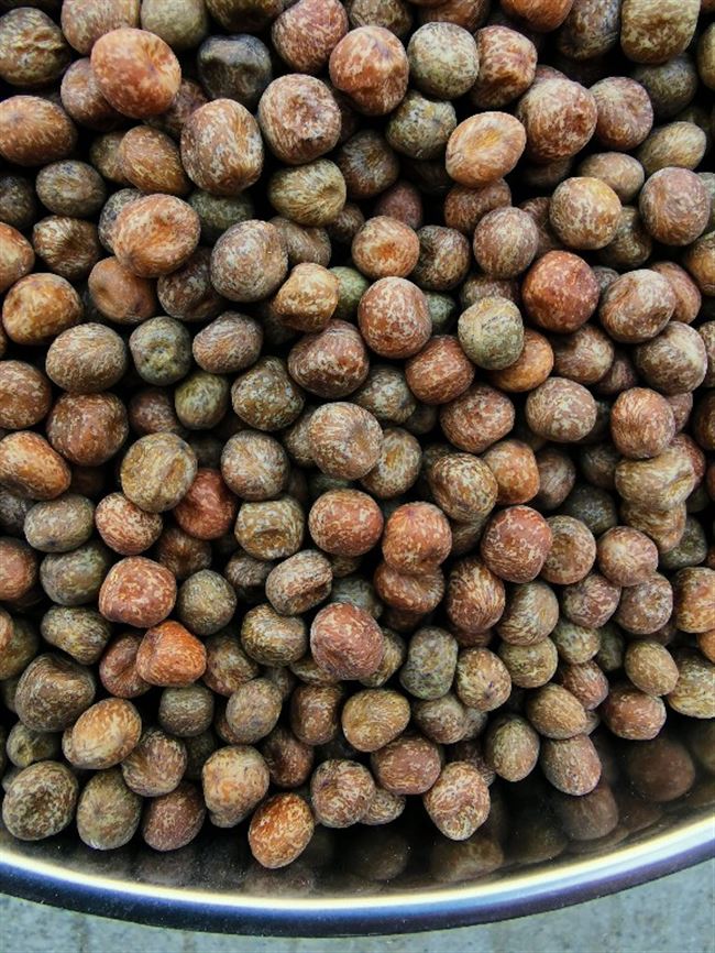 麻豌豆五斤纸箱装 枫豆 鸽子粮食 信鸽观赏鸽 饲料 一份赛鸽肉