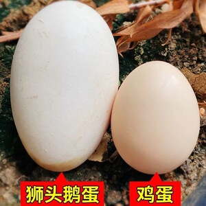 狮头鹅蛋受精蛋