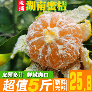 现摘橘子蜜桔子5斤橘子新鲜10斤水果应当季无籽青橘皮薄柑橘孕妇