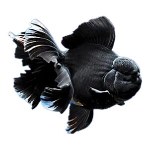 泰狮金鱼百褶裙巨人鱼苗原泰进口黑泰狮f1原装活体水族宠物风水鱼