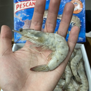 厄瓜多尔白虾4斤