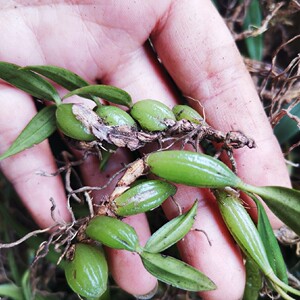 福建小号双叶石橄榄新鲜炖汤草药煲汤配料石仙桃种植500g