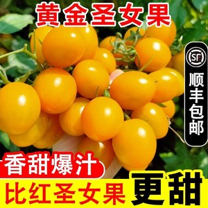 黄色圣女果阳光小番茄自然熟水果顺丰蔬菜黄金生吃当季山东西红柿