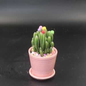 仙人掌盆栽真花仙人球小盆栽 可爱 小型仙人球儿的春天先人掌 仙