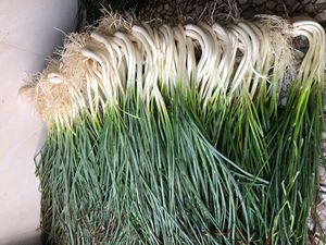 茭头嫰湖南邵阳特产农家自种带叶荞白新鲜现挖发当季蔬菜5斤包邮