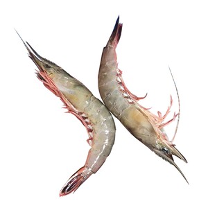 新鲜滑皮虾500克 东海象山石浦海鲜海虾新鲜鲜活冷冻剑虾呛虾条虾