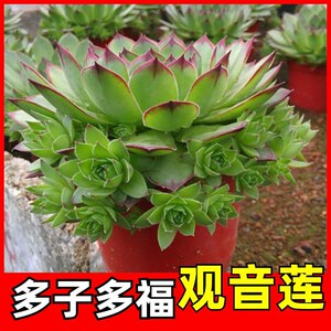 观音莲群生多头多肉植物老桩带仔室内办公室桌面盆栽花卉好养绿植