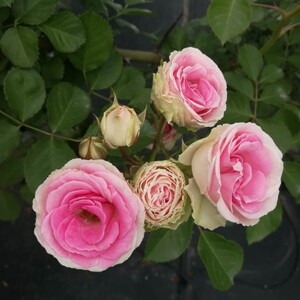 四季庭院多季开花藤本小伊甸园 藤本月季花苗 藤小伊玫瑰阳台开花