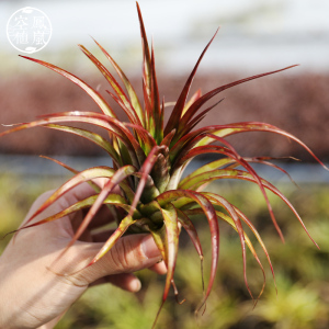 空气凤梨 贝可利 t.brachycaulos 无土植物懒人植物 净化空气